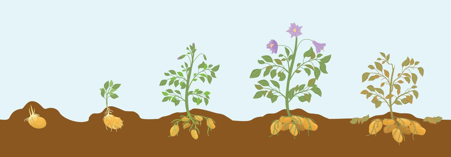 Potato Growing Stages Composition vector