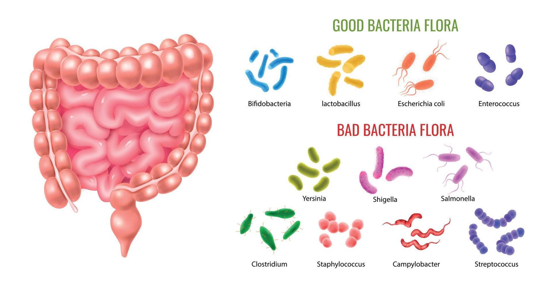 Good And Bad Colon Bacterial Flora Infographics vector