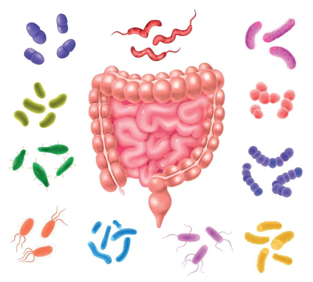 Human Colon Bacterial Flora Set vector