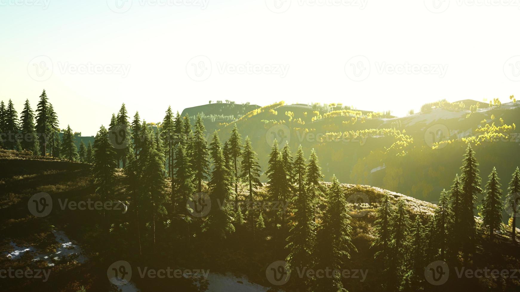 Beautiful sunset view in cedar forest in front of sayan mountain range photo