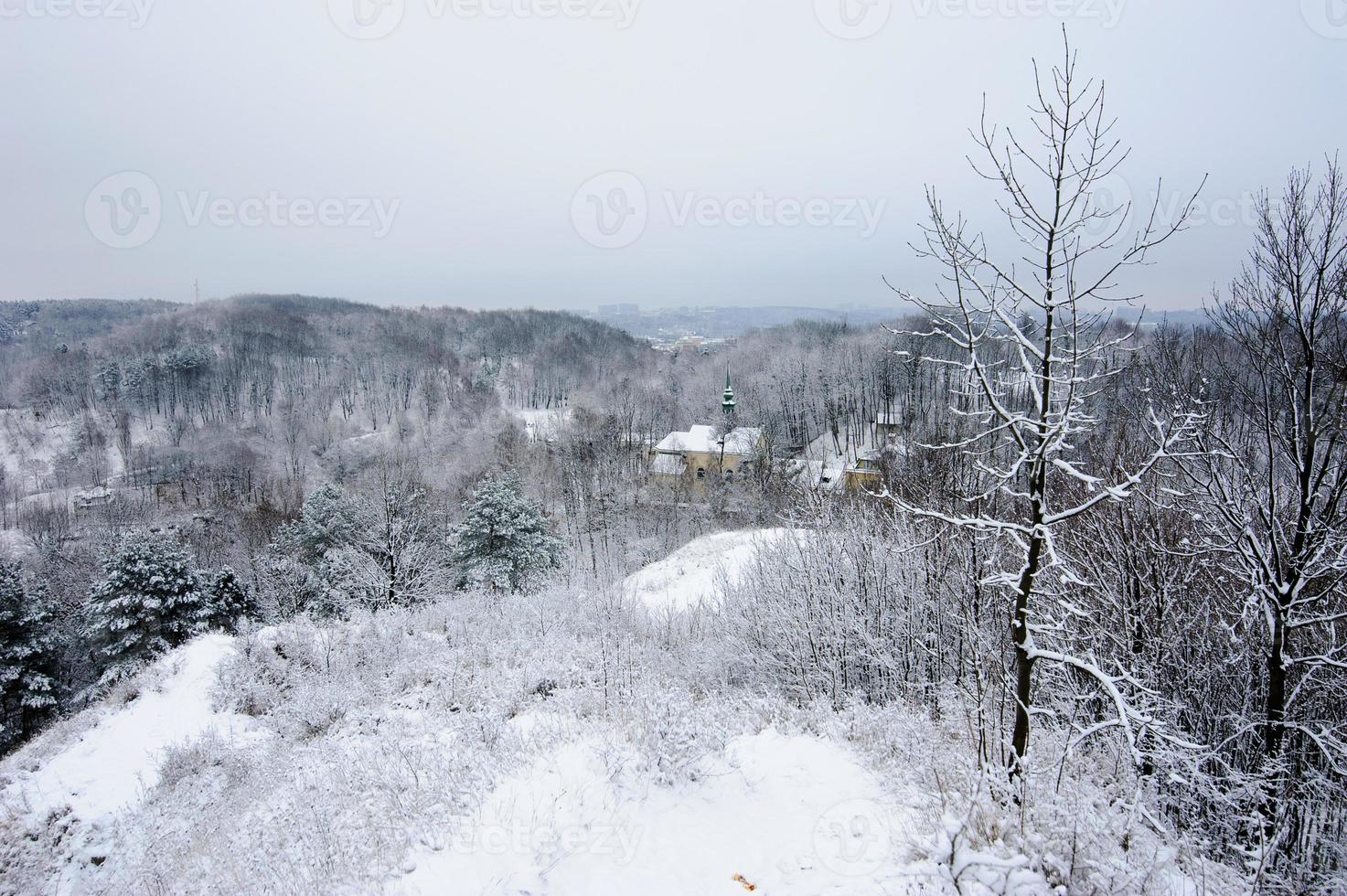 Winter landscape. Snow covered all the trees. Snow lies on the branches. photo