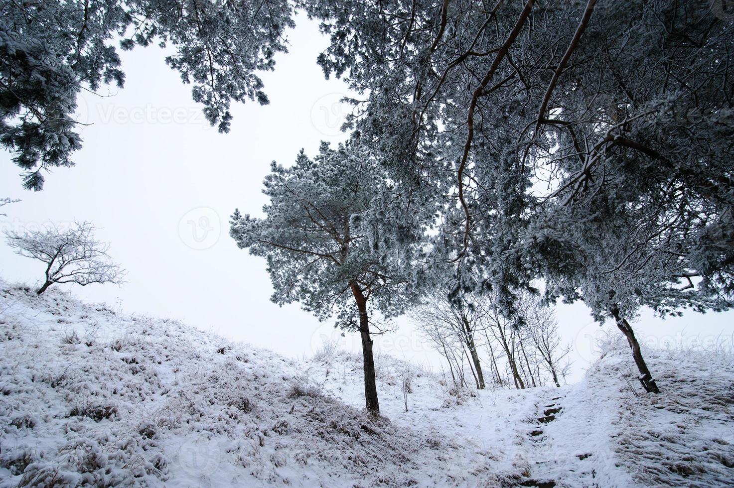 paisaje de invierno la nieve cubrió todos los árboles. la nieve se encuentra en las ramas. foto