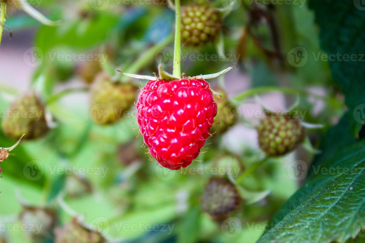 close up ripe raspberry on a bush photo