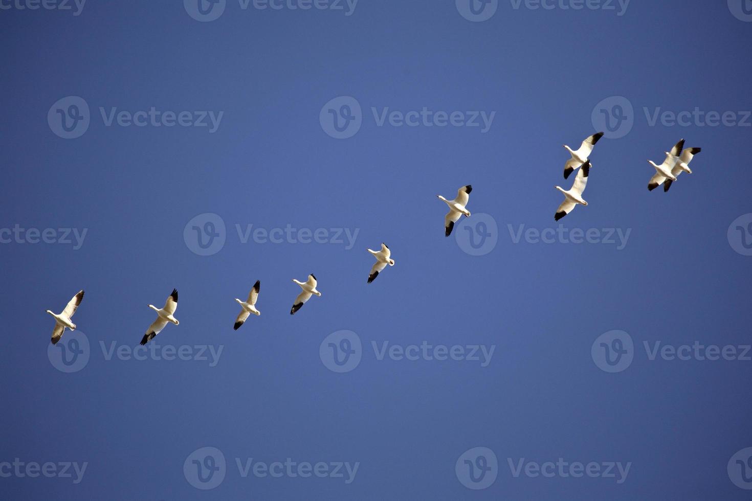 Snow Geese in flight photo