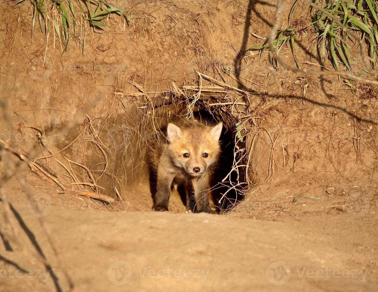 Red Fox kit at den entrance in Saskatchewan photo