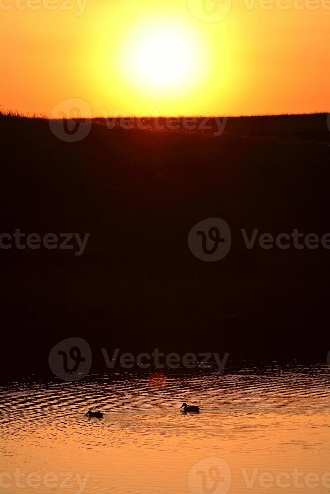 Waterbirds swimming through sun reflection in Saskatchewan photo