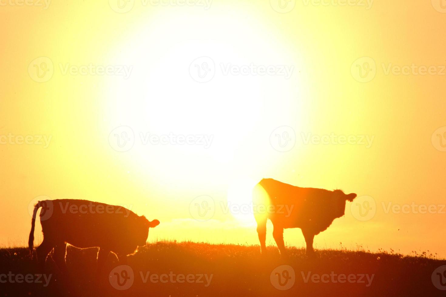 puesta de sol detrás del ganado en un campo de saskatchewan foto