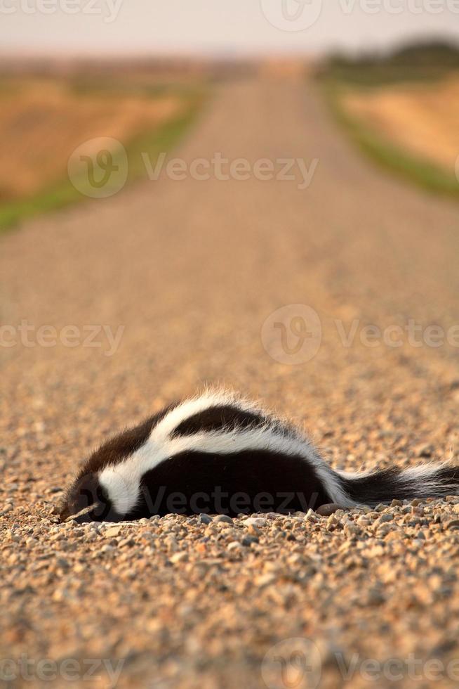 Dead skunk in the middle of a Saskatchewan country road photo