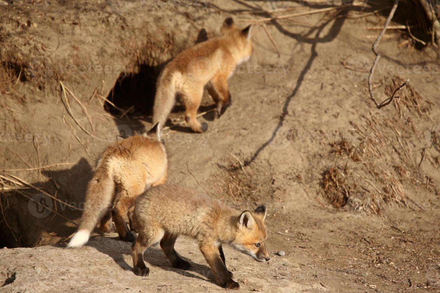 Three Red Fox pups at den photo