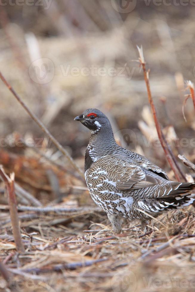 abeto urogallo saskatchewan canadá foto