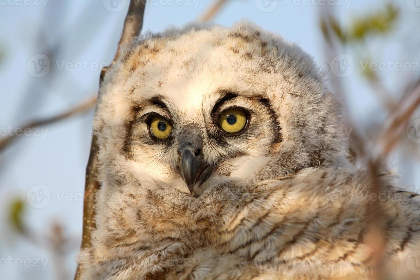 Owlet in nest in Saskatchewan photo