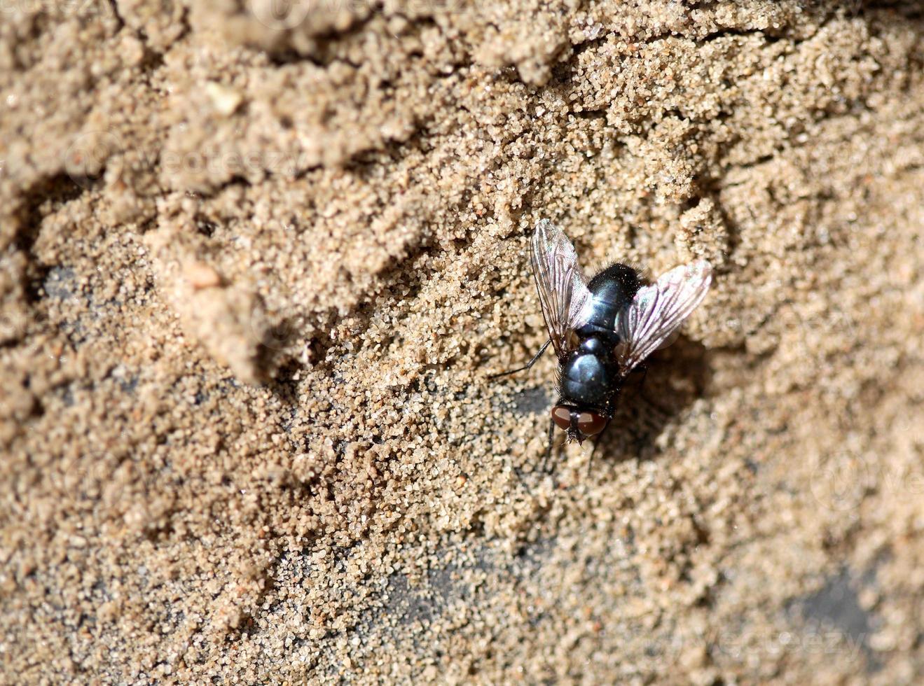 Macro image of a fly photo