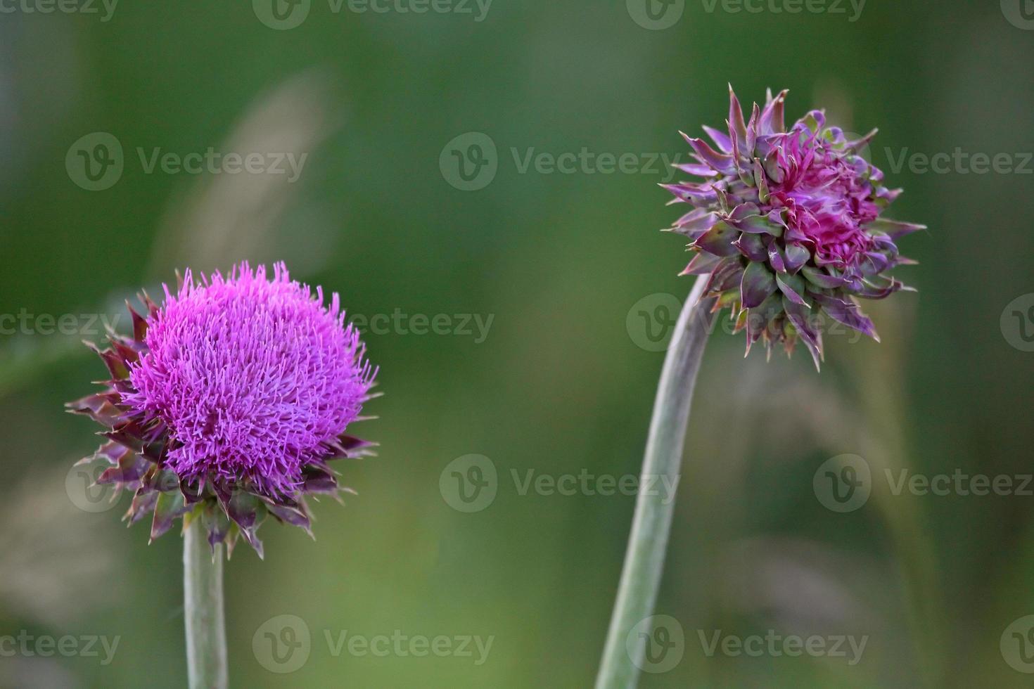 Bull thistles in bloom in scenic Saskatchewan photo