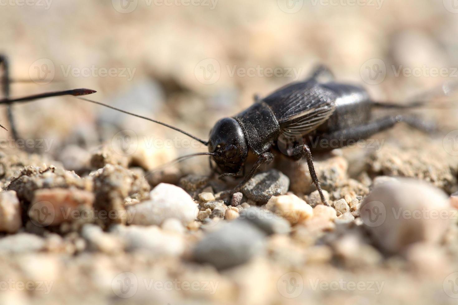 Close up of a cricket on a Saskatchewan country road photo