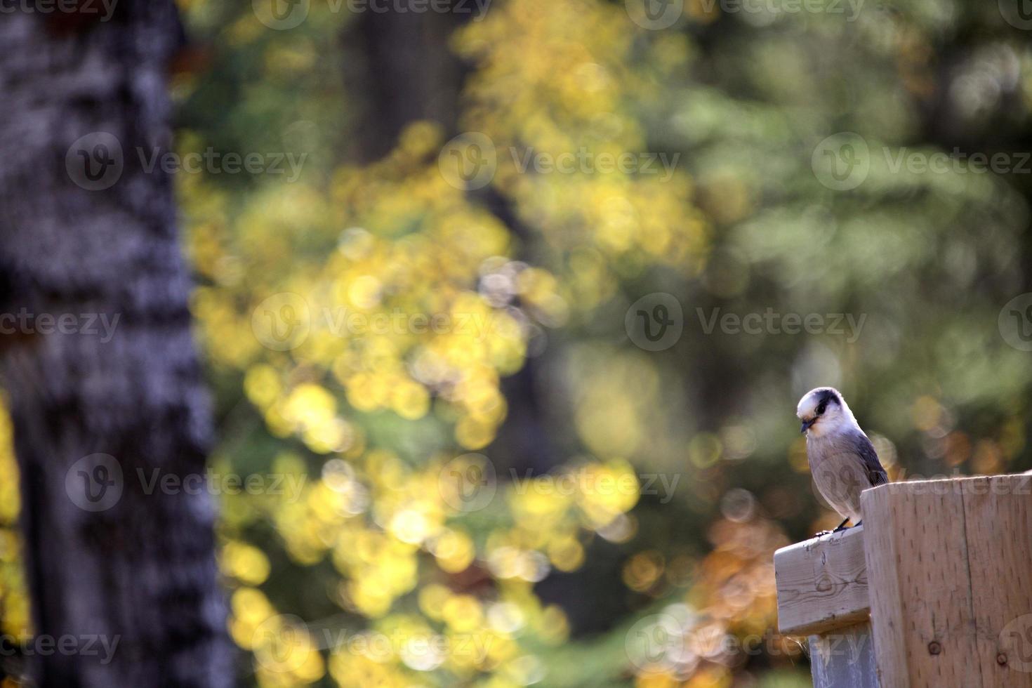 Gray Jay perched on sign photo