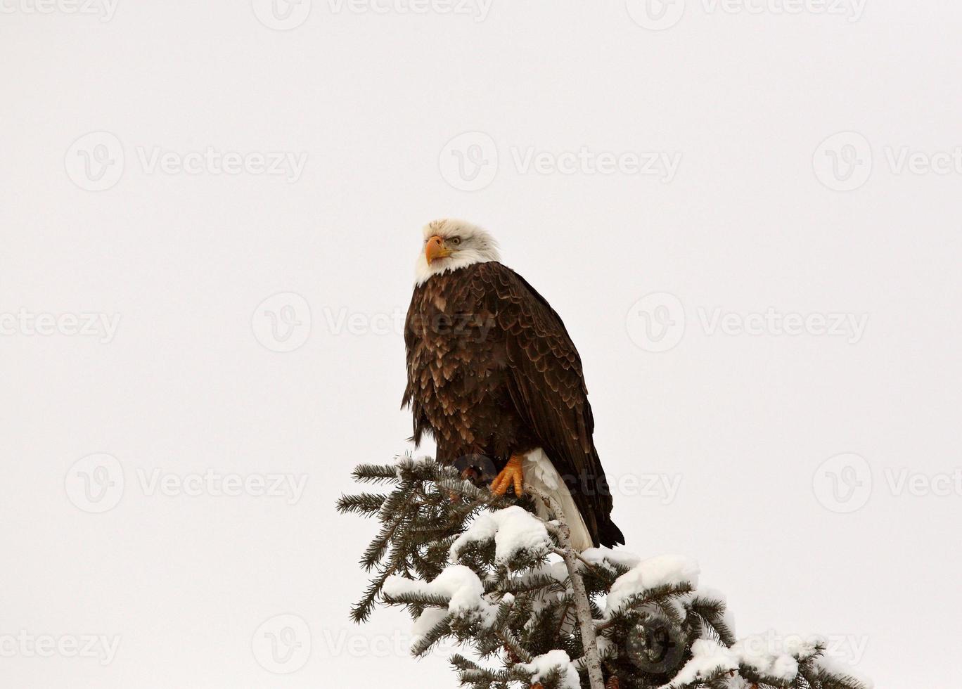 águila calva encaramado en el árbol foto