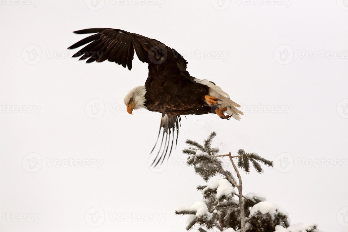 águila calva tomando vuelo de un árbol foto