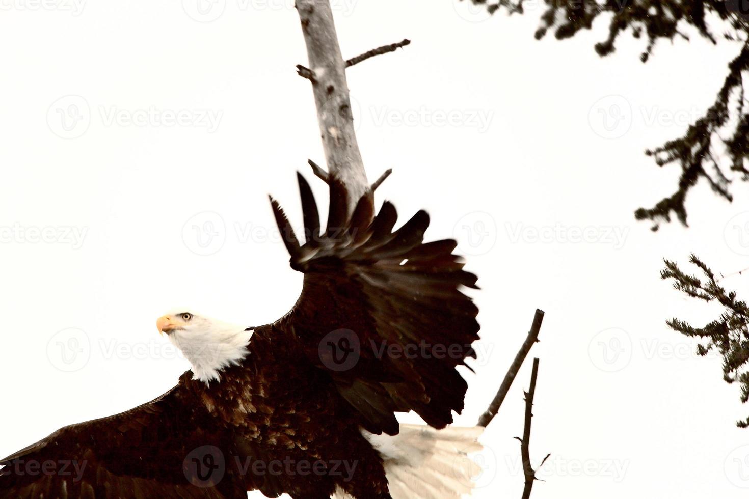 Bald Eagle taking flight from tree photo