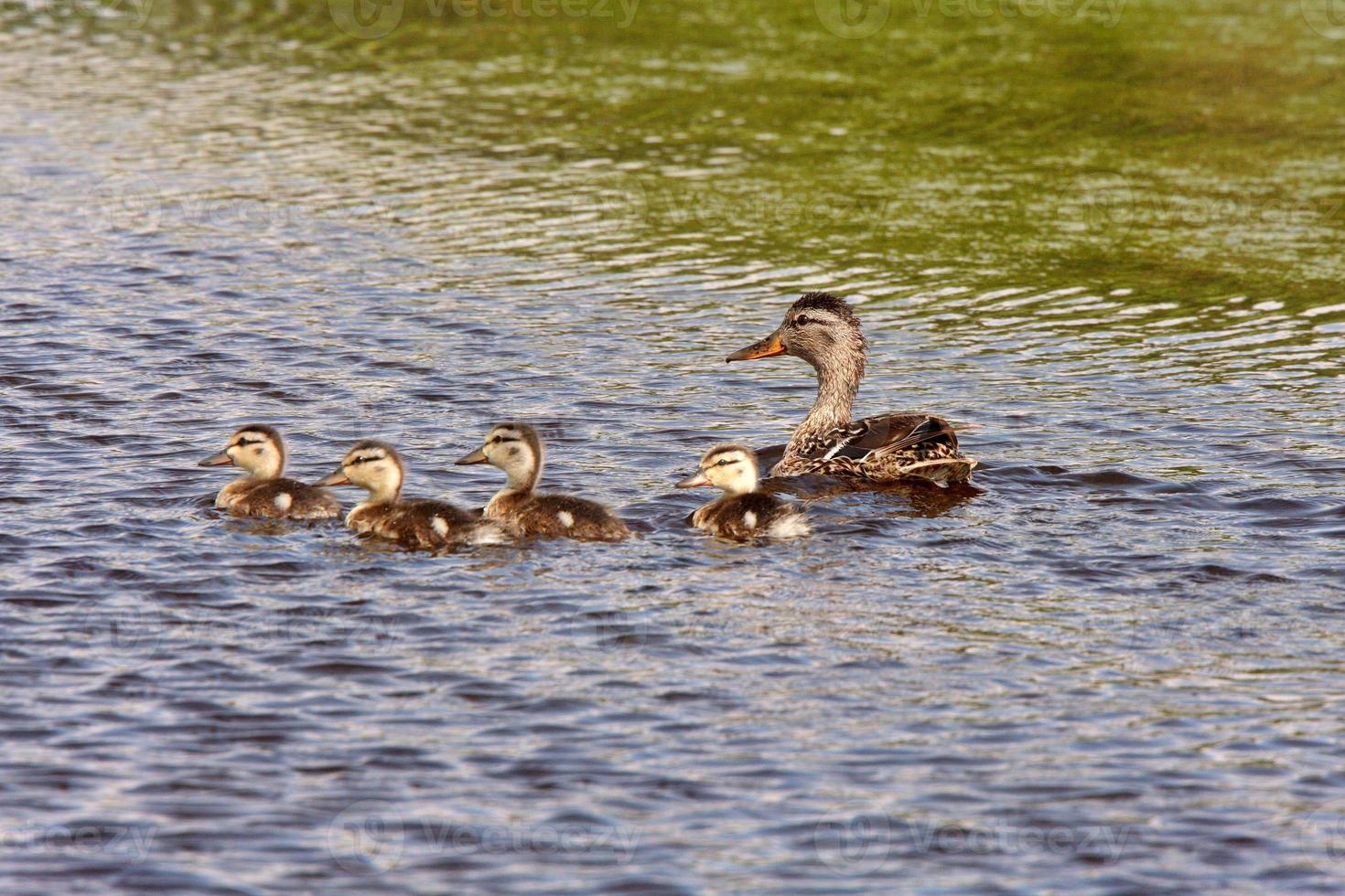 Hen and ducklings swimming in roadside pond photo