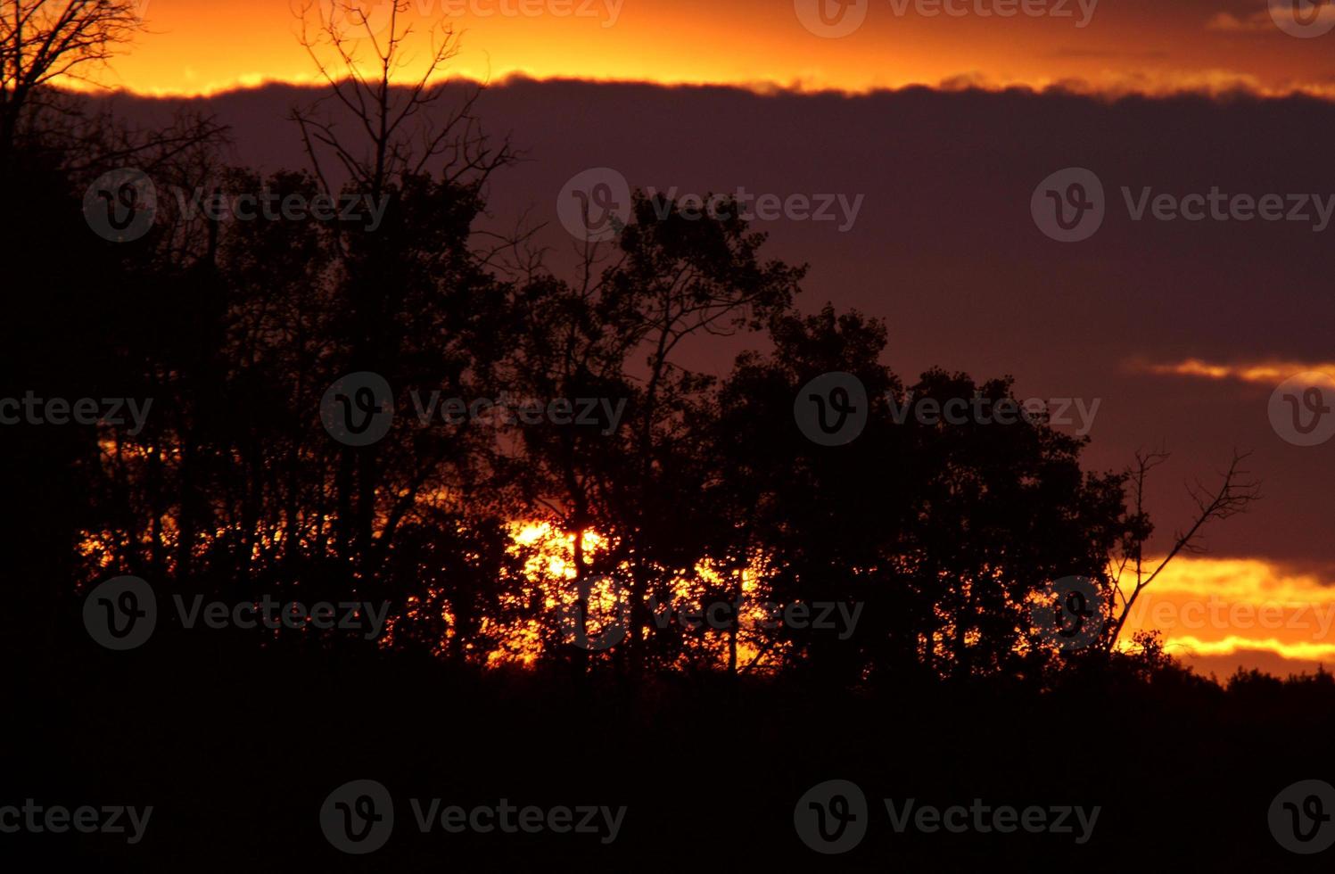 Trees silhouetted during sunset photo