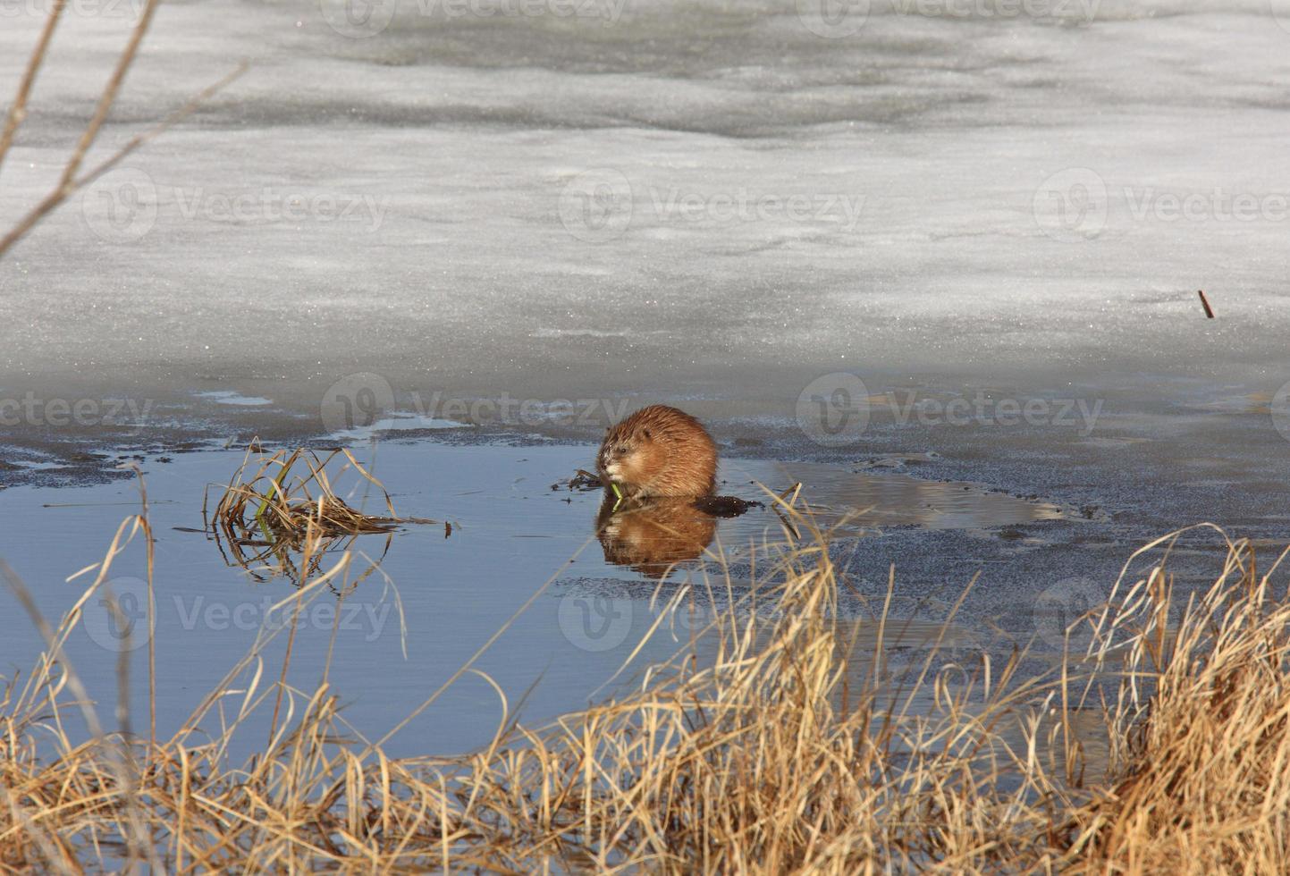 Musk Rat on Ice Winter Canada photo