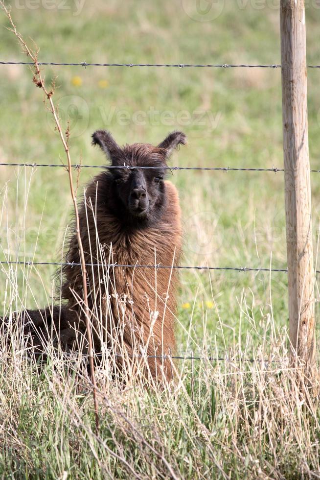 llama descansando en pastos de primavera en saskatchewan canadá foto