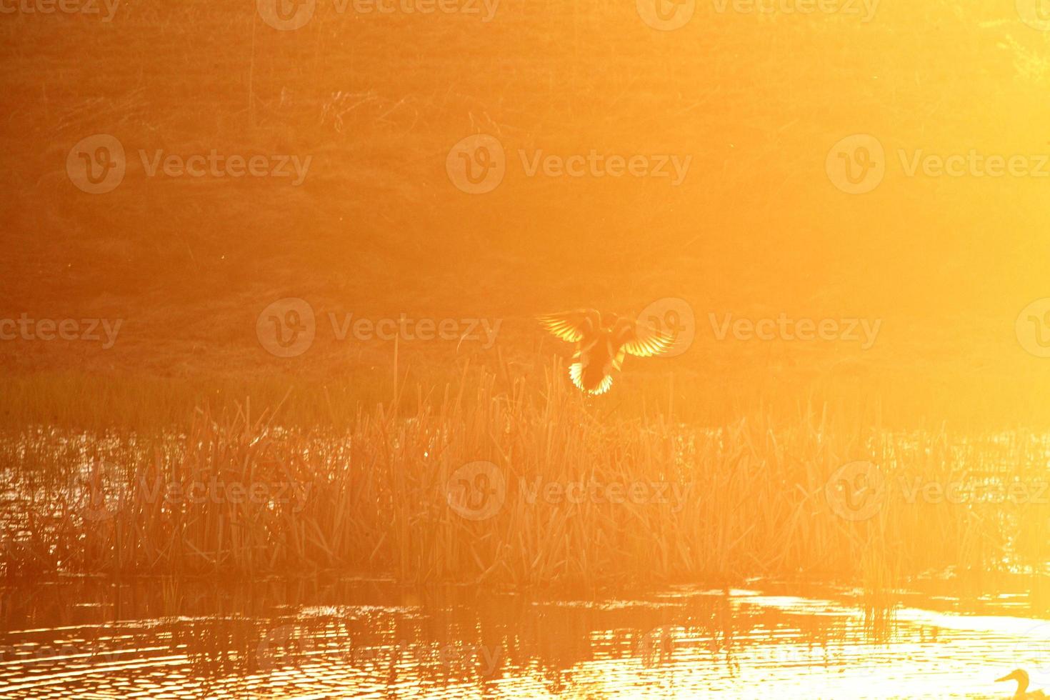 Duck taking flight into sunlight Saskatchewan photo