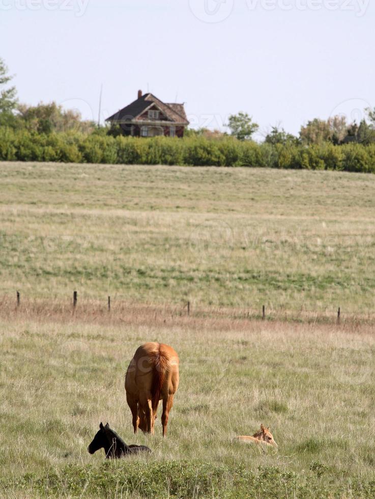 Mare with two foals in Saskatchewan pasture photo