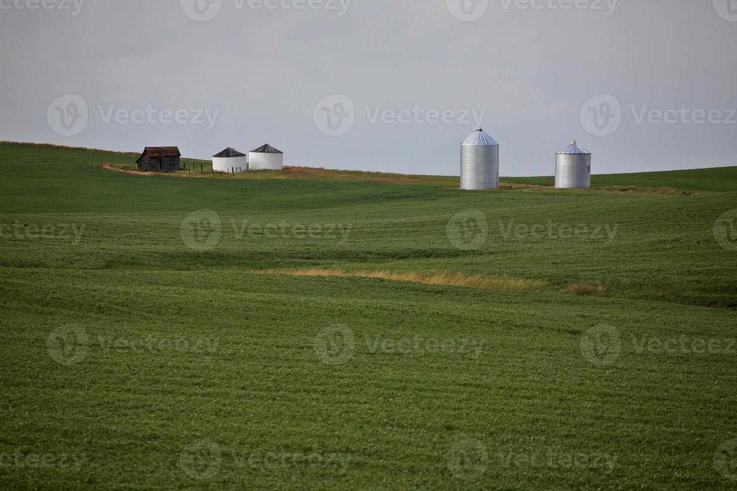 cultivos de cereales que crecen en el pintoresco saskatchewan foto