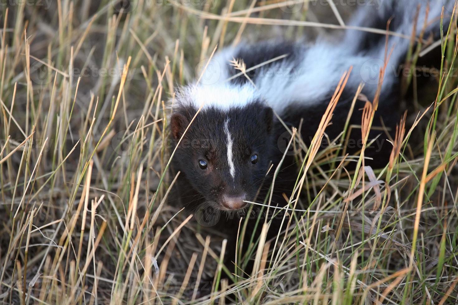 Young skunk in a Saskatchewan roadside ditch photo