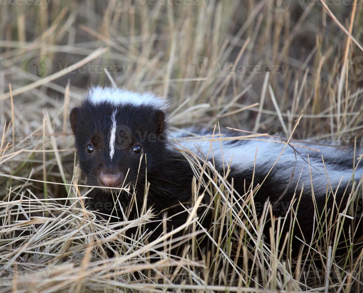Young skunk in a Saskatchewan roadside ditch photo