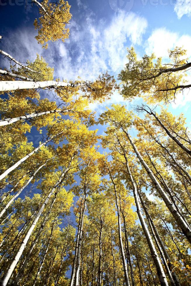 mirando hacia arriba a través de los álamos temblones en otoño foto