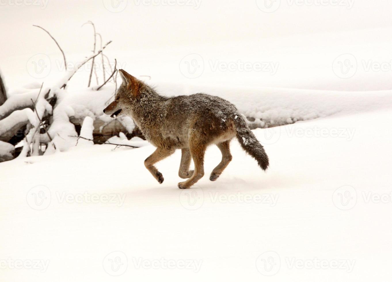 Coyote running through snow covered field photo