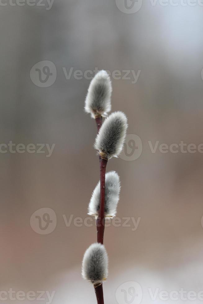 Pussy Willow in Spring photo