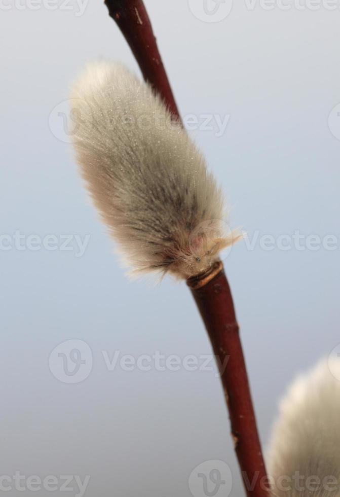 Pussy Willow in Spring photo