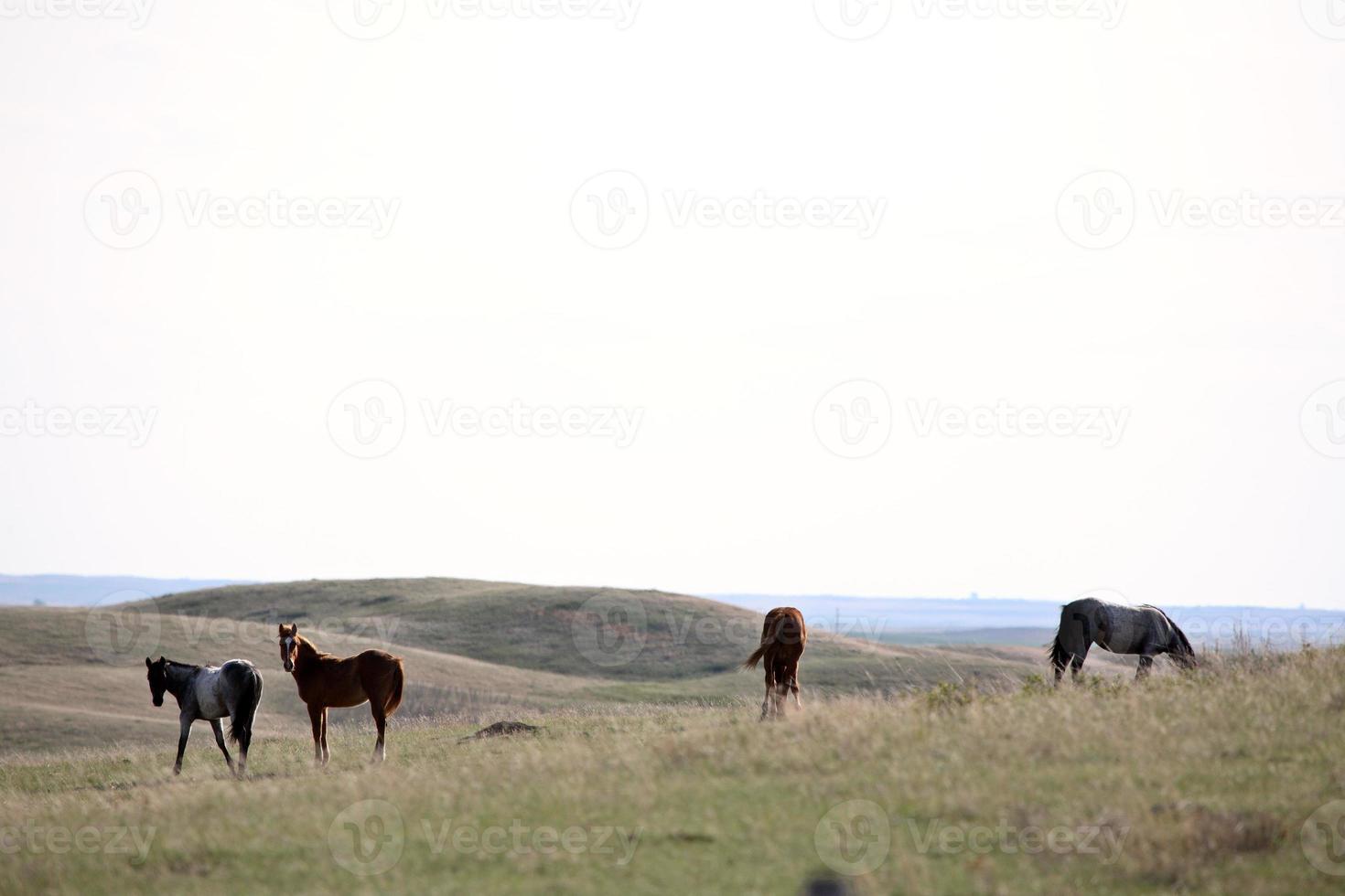 caballos en pasto sasktatchewan foto