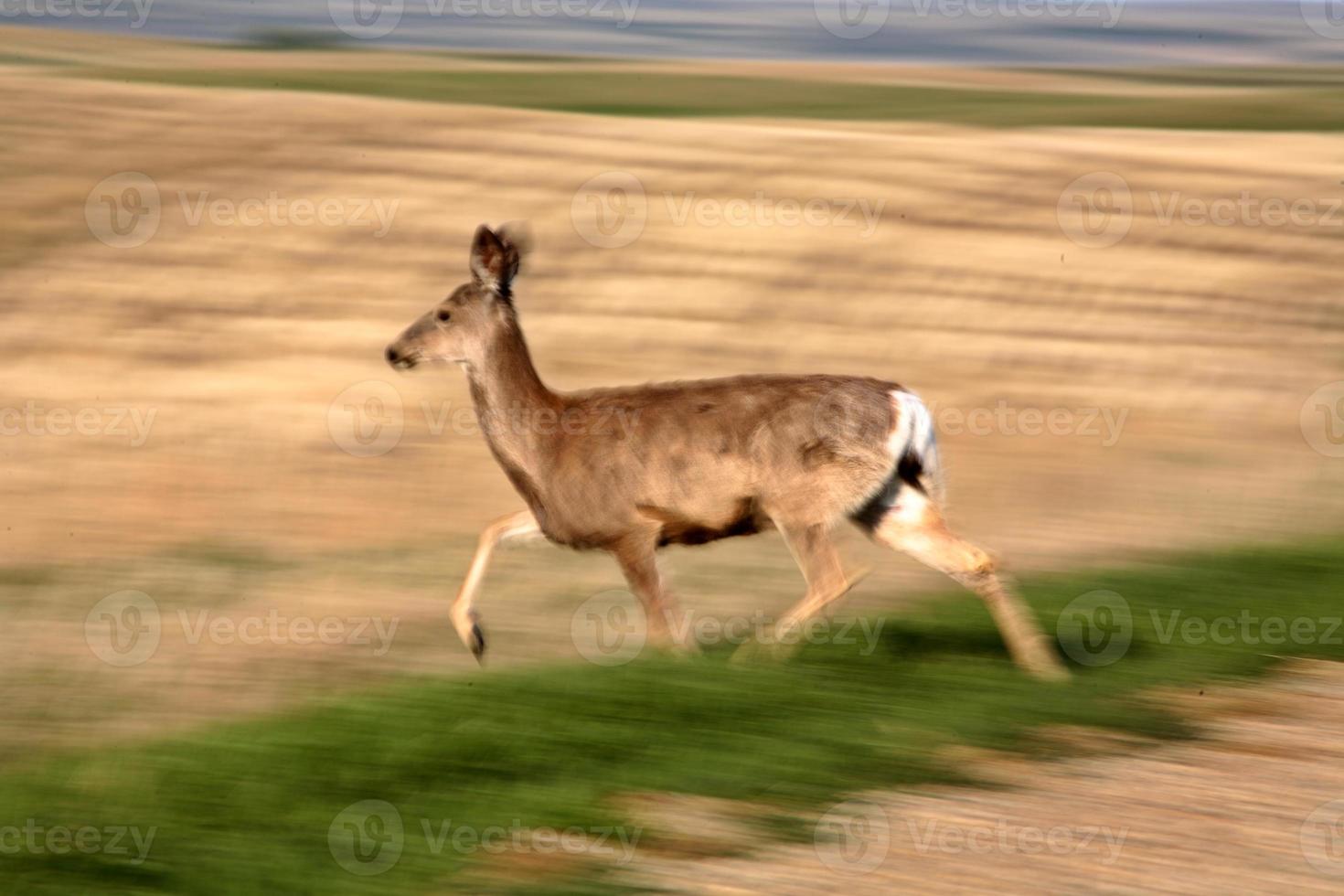 Mule Deer doe trotting through Saskatchewan field photo