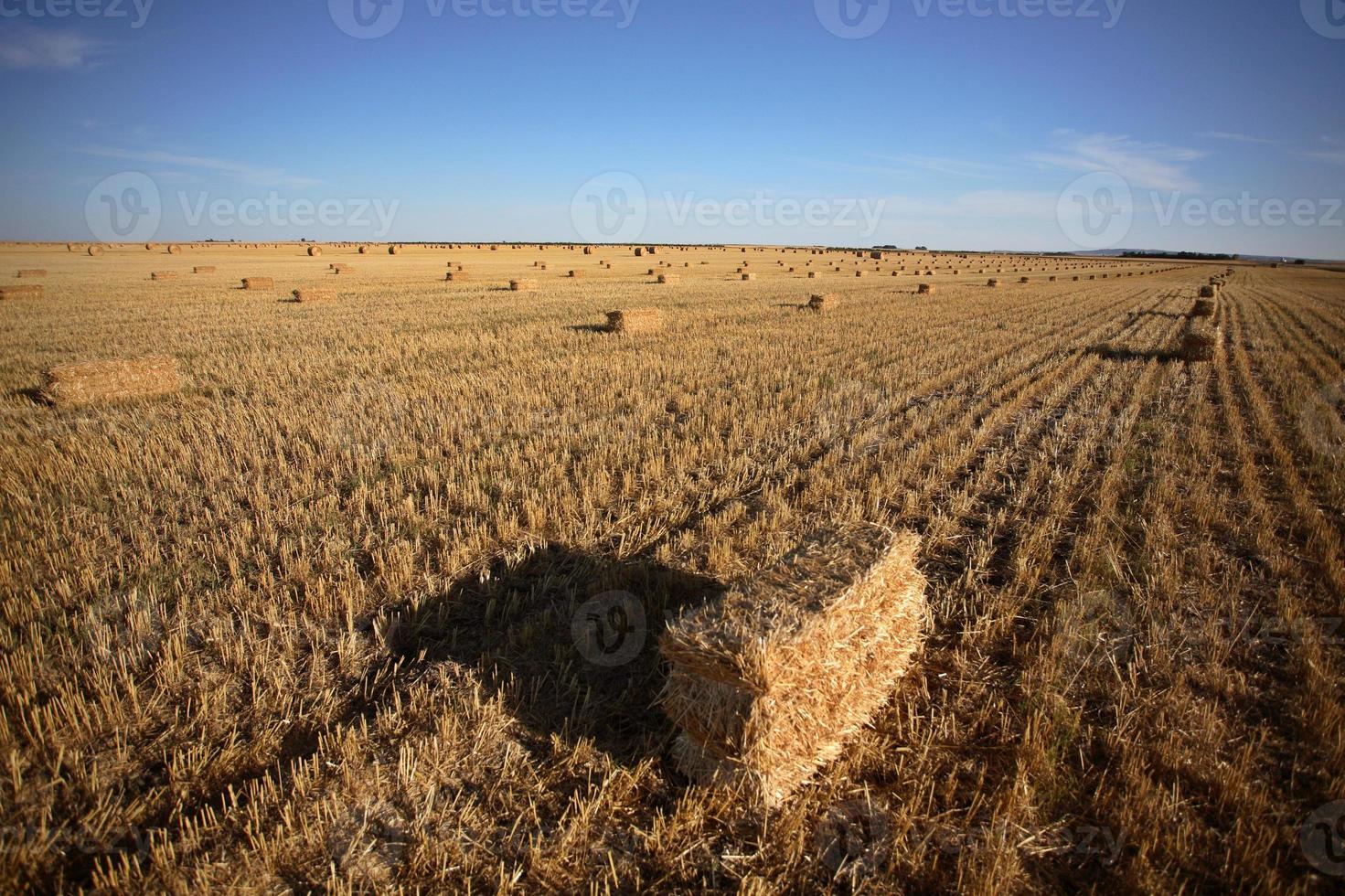 pacas de paja en un campo de saskatchewan foto