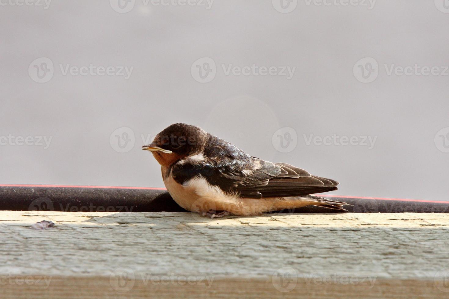 Bank Swallow resting on bridge plank photo