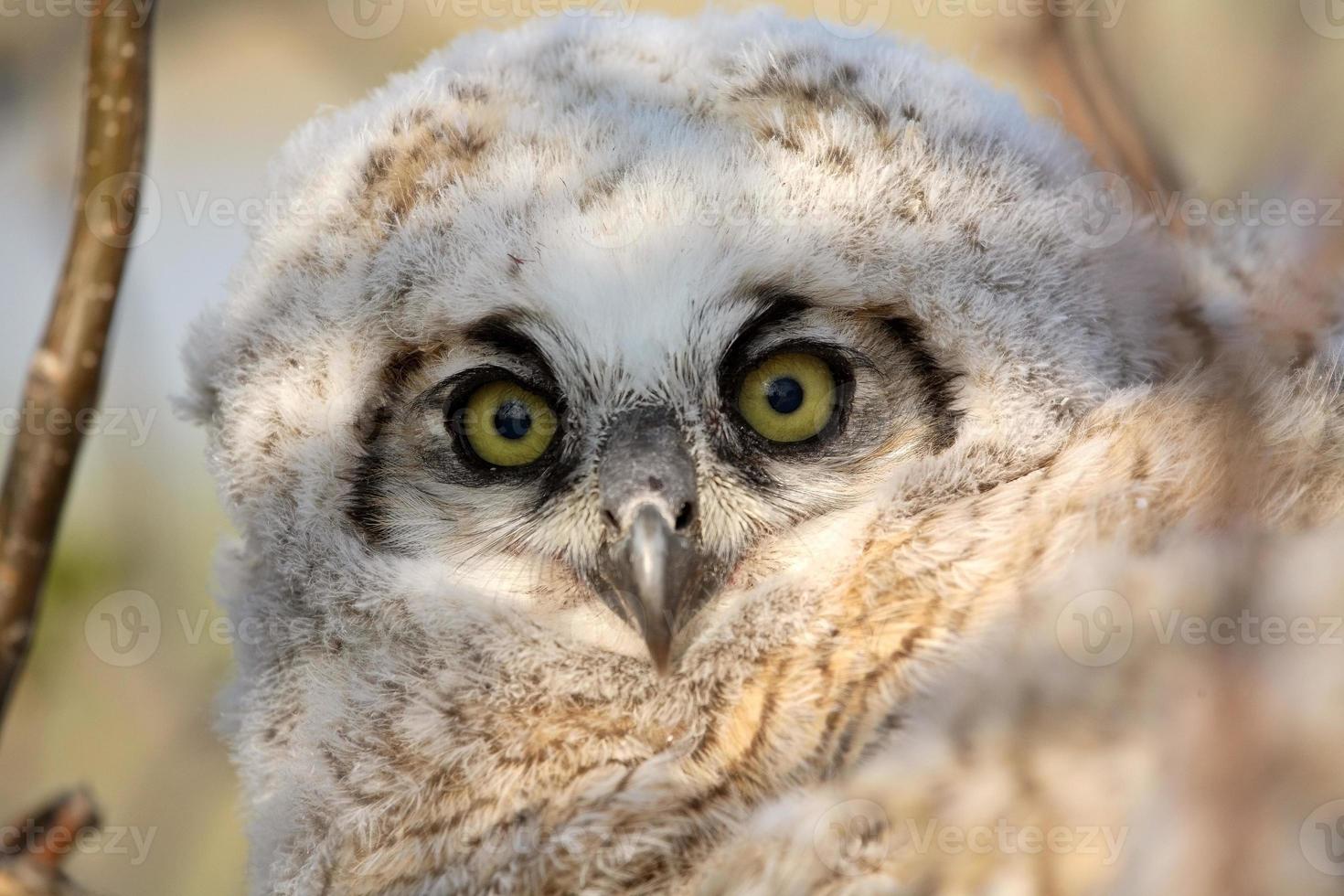Owlet in nest in Saskatchewan photo
