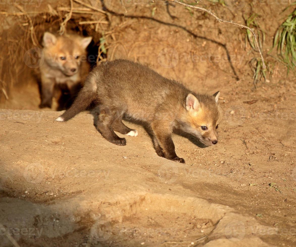 Red Fox kits at den entrance in Saskatchewan photo