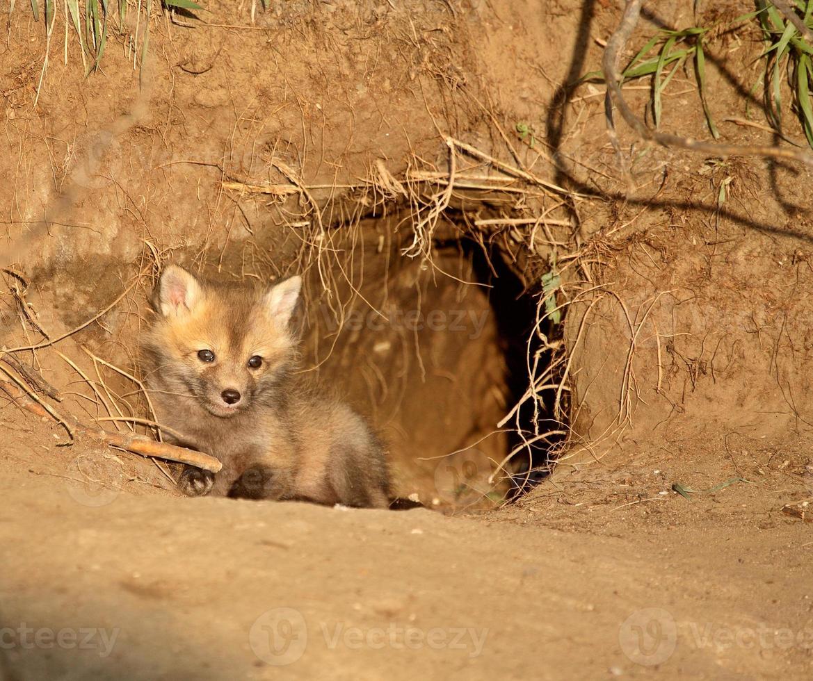 Red Fox kit at den entrance in Saskatchewan photo