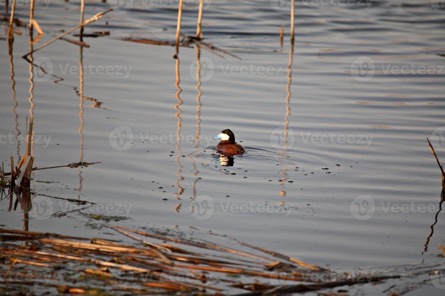 Ruddy Duck drake swimming in a Saskatchewan pothole photo