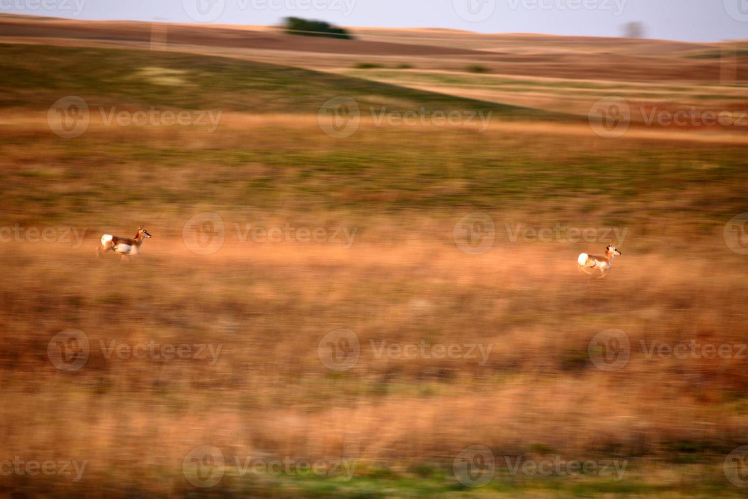 Pronghorn Antelope in Saskatchewan field photo