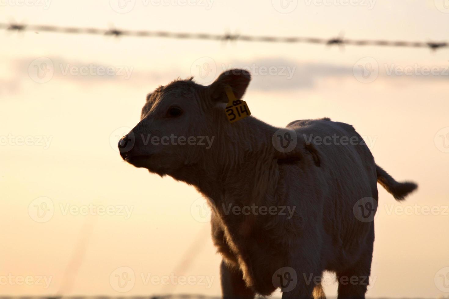 Young calf by barbed-wire fence in Saskatchewan photo