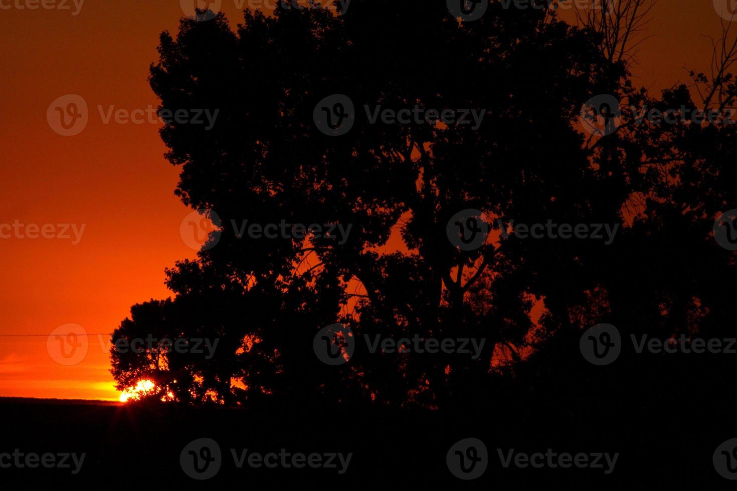 Sun setting behind a Saskatchewan tree photo