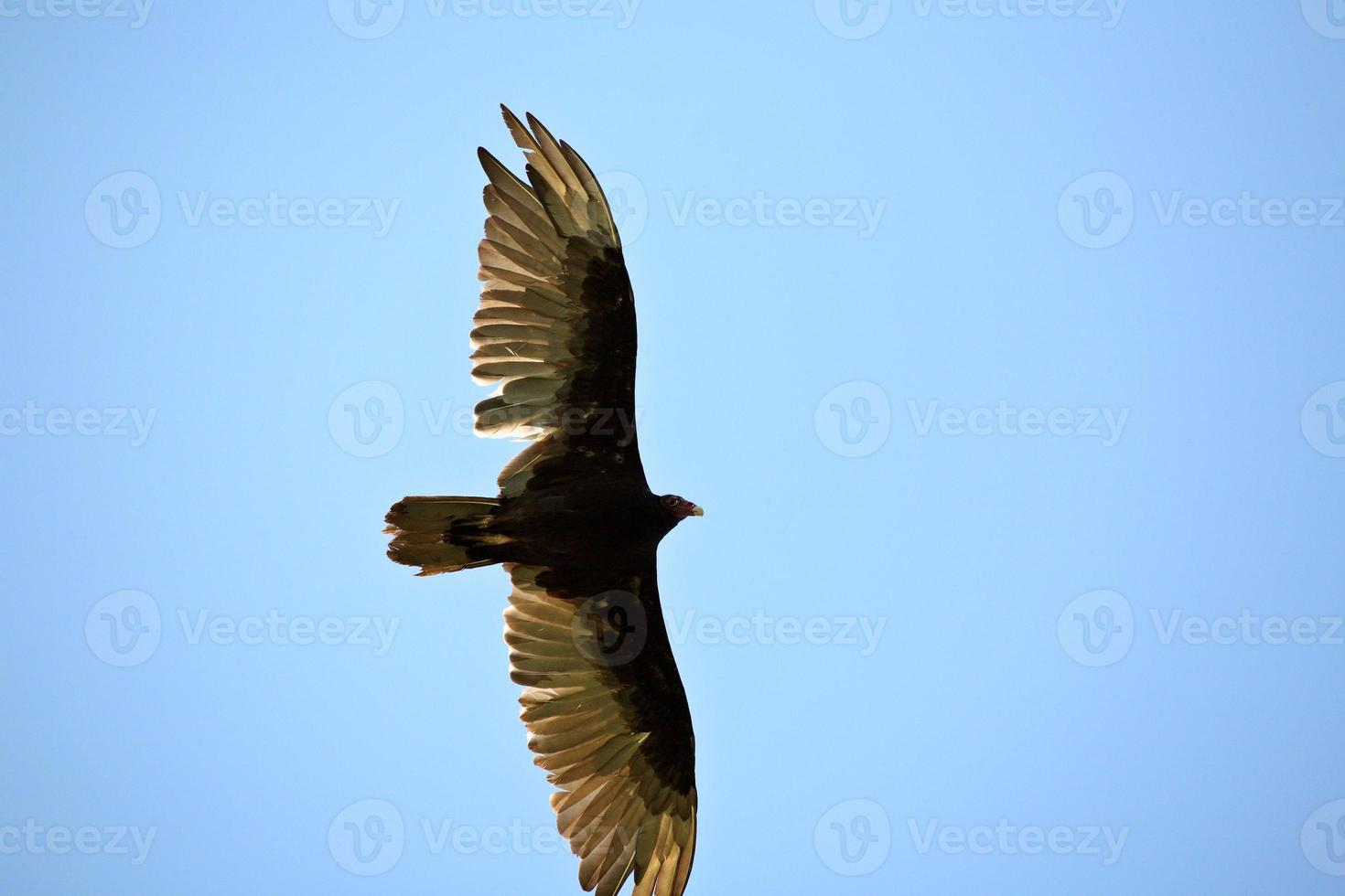 Turkey Vulture in flight in Saskatchewan photo