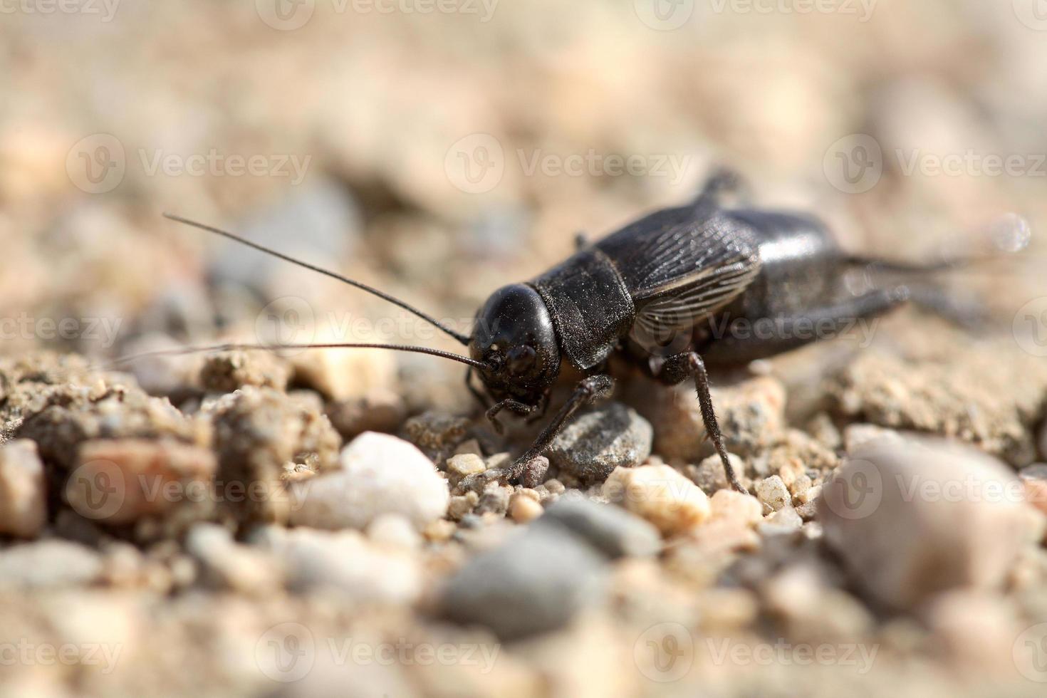 Close up of a cricket on a Saskatchewan country road photo