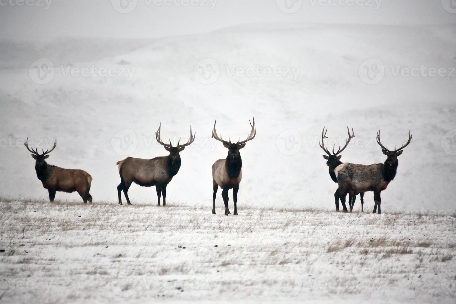 Gather of male elk in winter photo