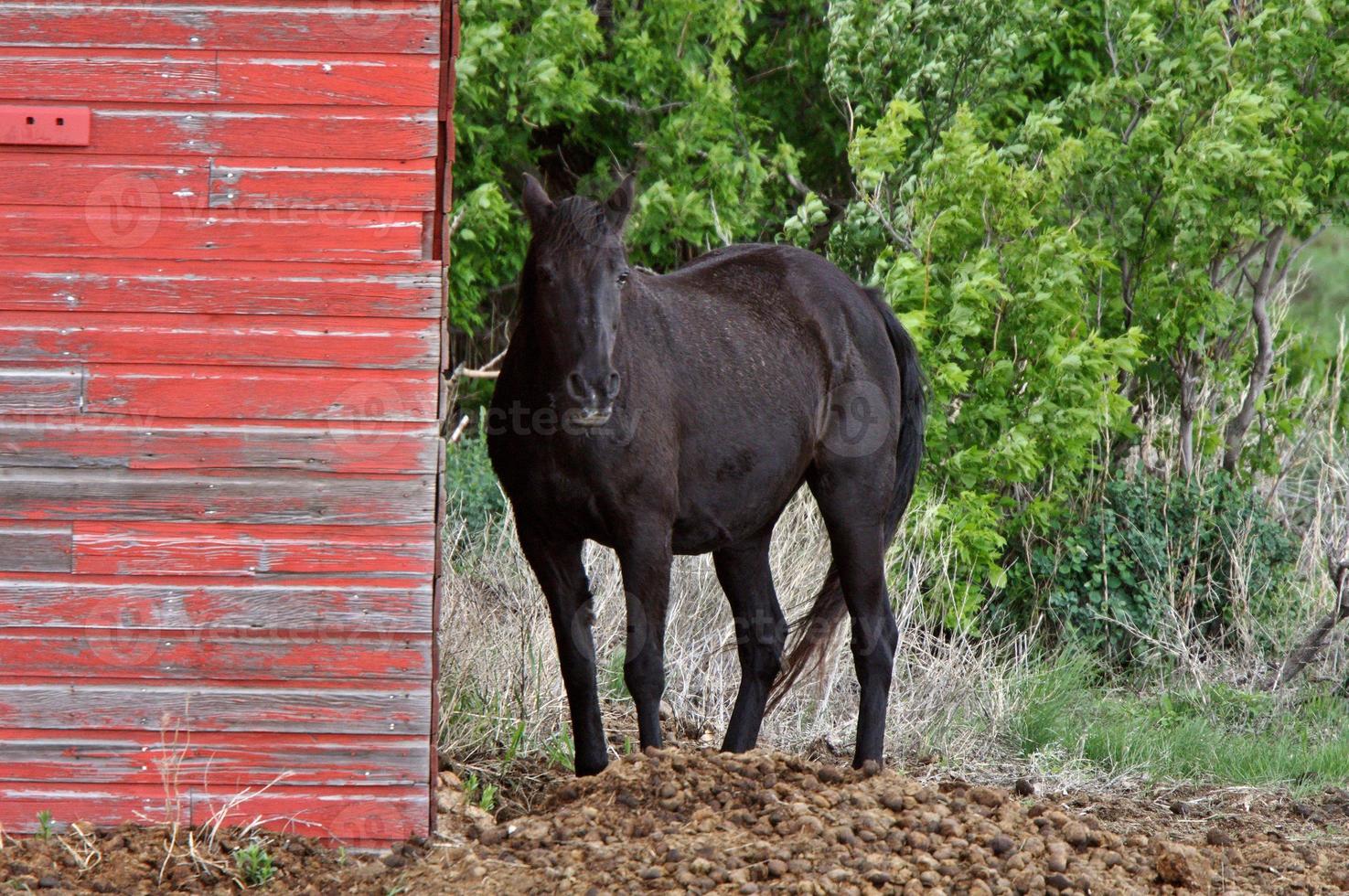 caballo detrás del edificio de la granja en saskatchewan foto